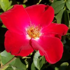 Meet your Posher, Tanya